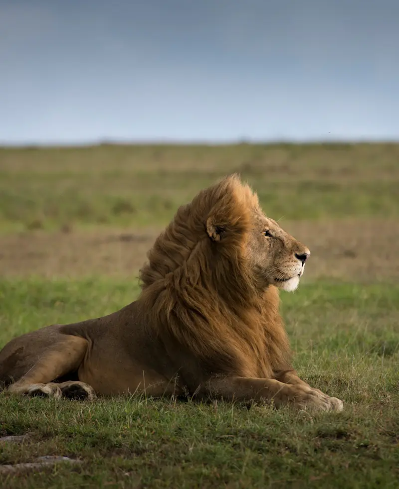 Male lion lying in green grass on the Serengeti plains