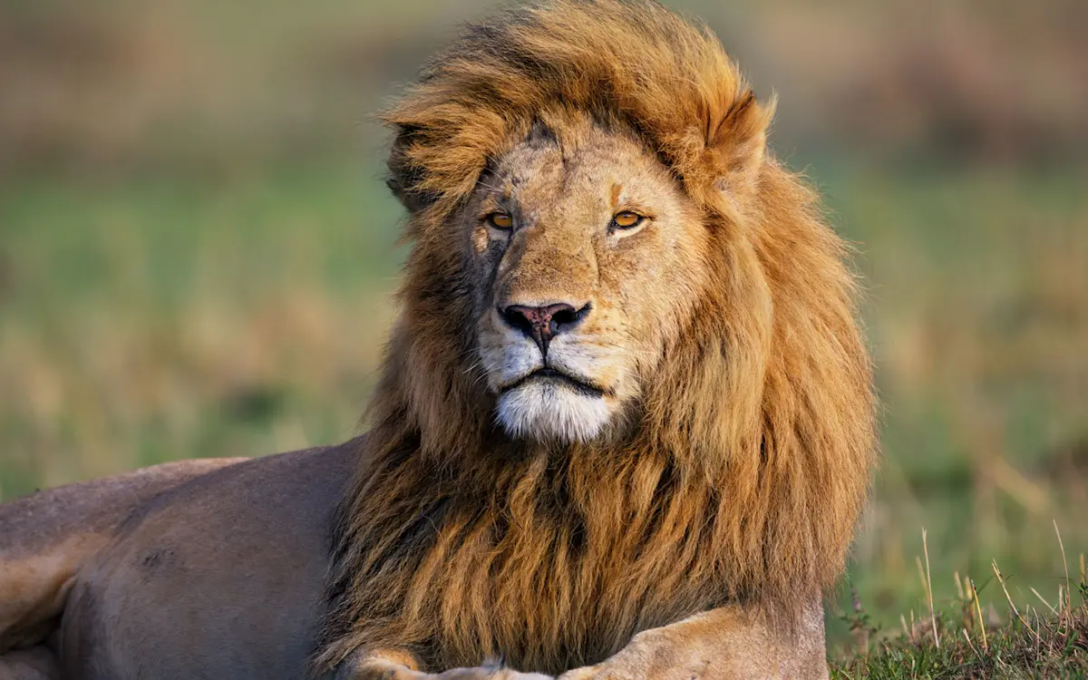 Male lion with a full mane lying in the grass