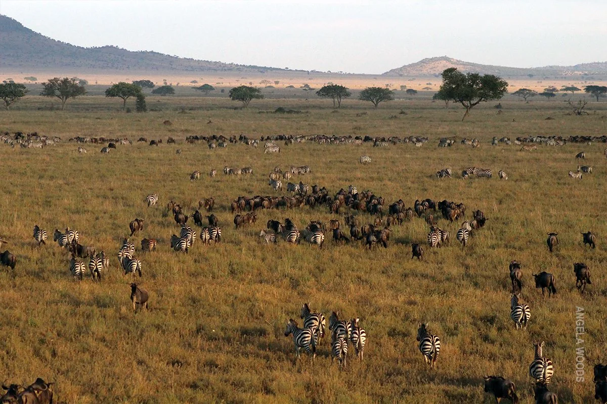 Aerial view of zebras and wildebeest spread across golden grassland