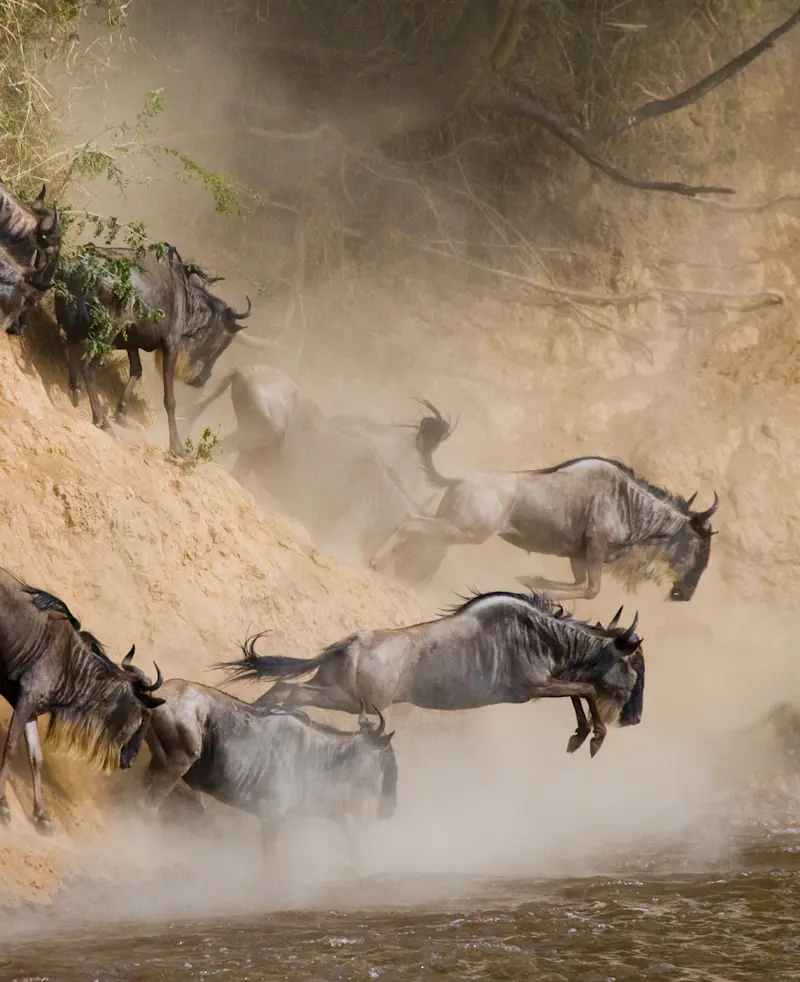 Wildebeest leaping down a dusty riverbank during the Great Migration