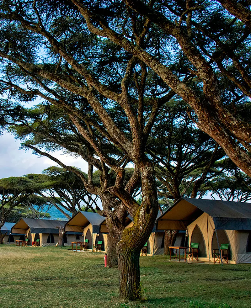 Row of canvas guest tents beneath acacia trees at Ngorongoro Nyumba