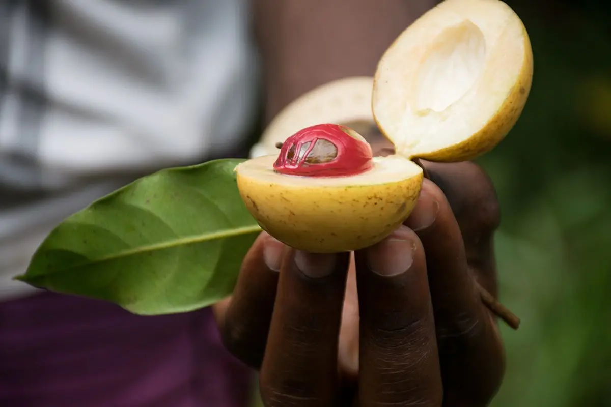 Hand holding an open nutmeg fruit showing the red mace-covered seed on a Zanzibar spice tour