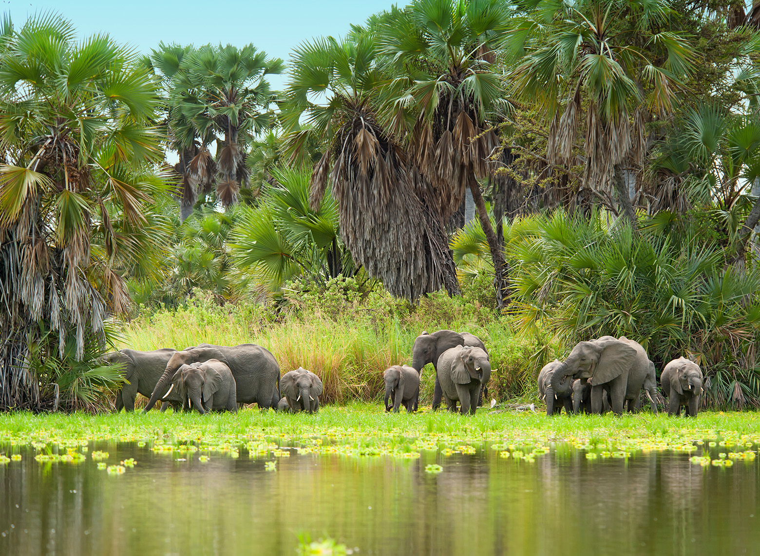 Herd of elephants beside a lily-covered lake fringed by palms in Nyerere National Park