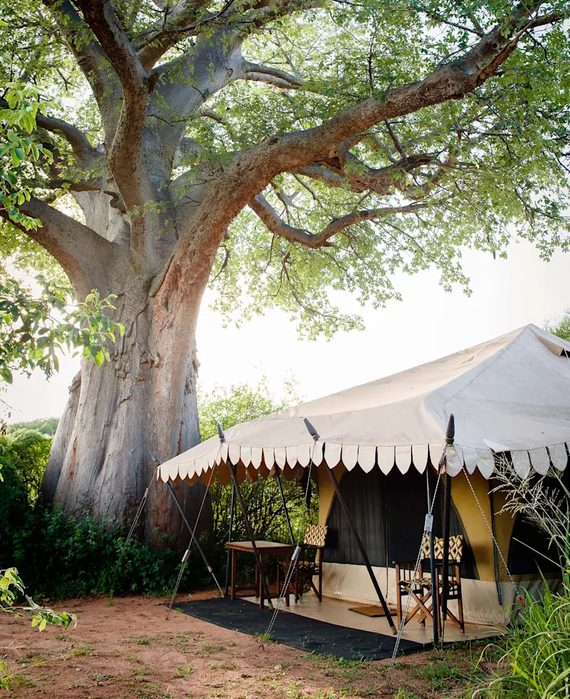 Canvas guest tent with scalloped awning beside a large baobab tree at Tarangire Nyumba