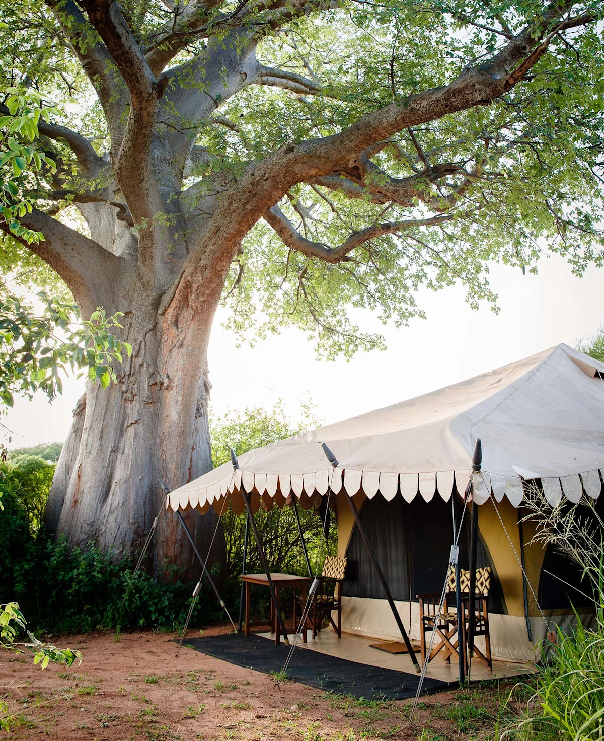 Canvas guest tent with scalloped awning beside a large baobab tree at Tarangire Nyumba