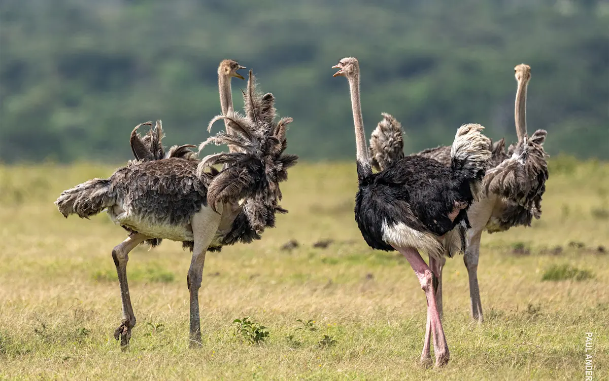Ostriches displaying their feathers in the grassland of the Eastern Serengeti Nature Refuge