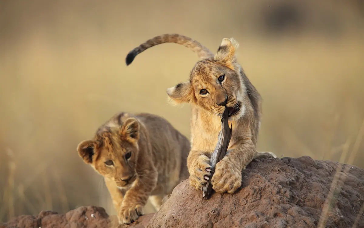 Two lion cubs playing on a termite mound, one chewing a stick