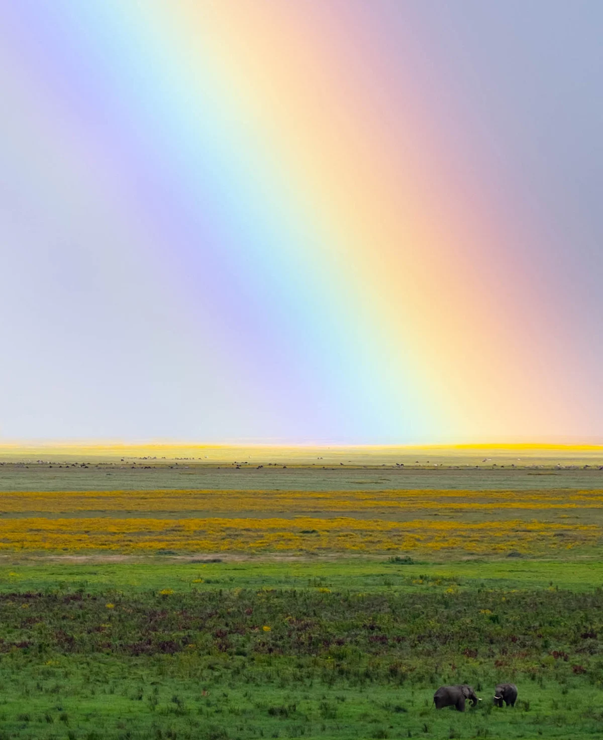 Rainbow arching over a green plain with elephants in the distance