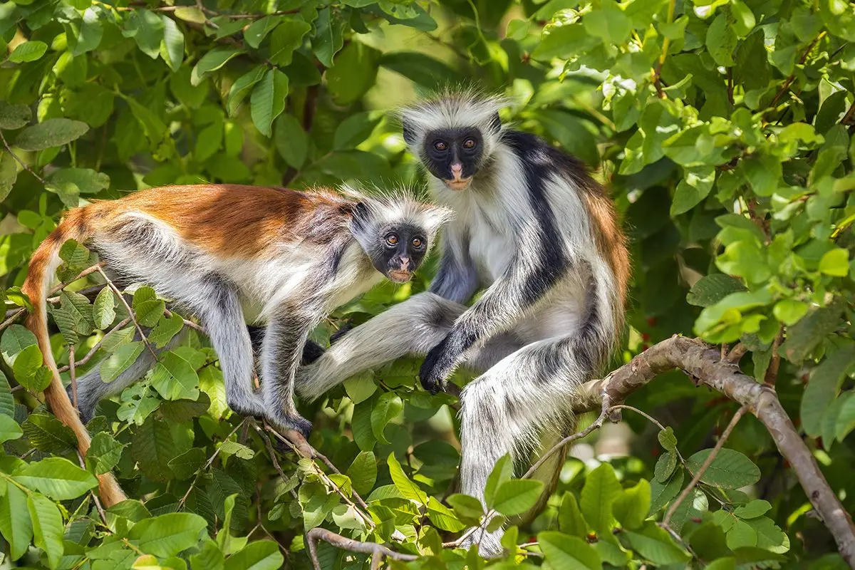 Two Zanzibar red colobus monkeys in a leafy tree