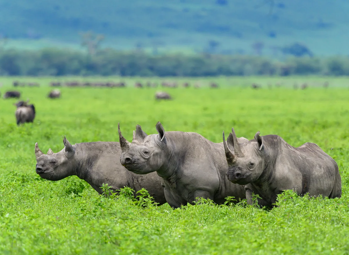 Three black rhinos standing in green grass on the Ngorongoro Crater floor