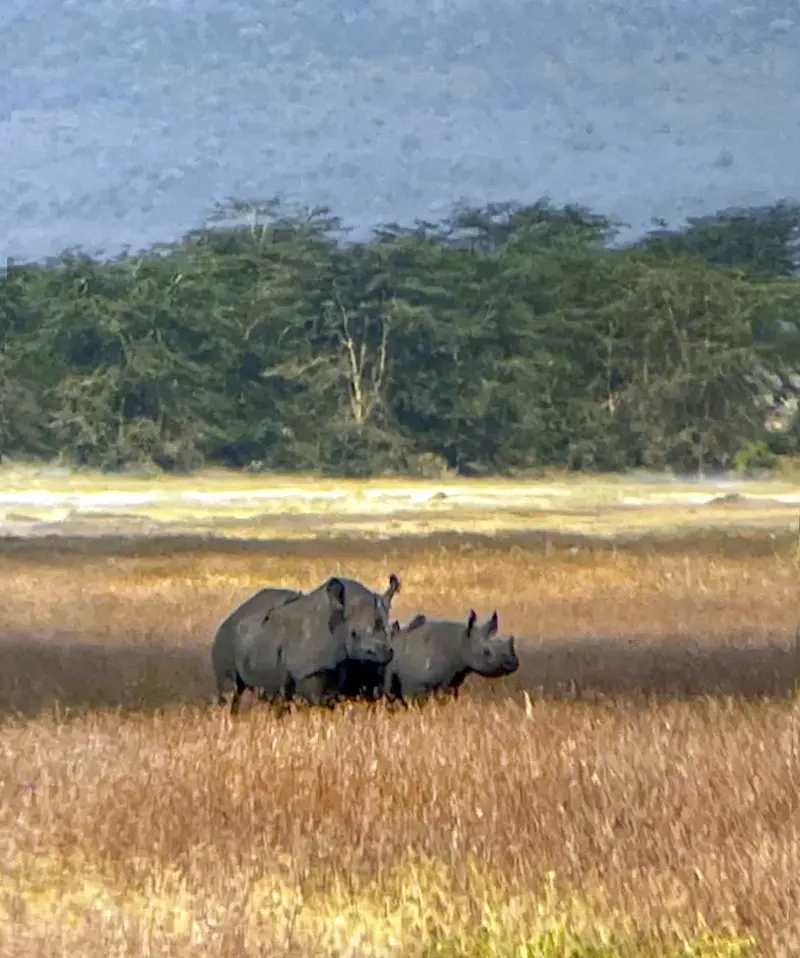 Two rhinos in golden grassland with a line of trees behind