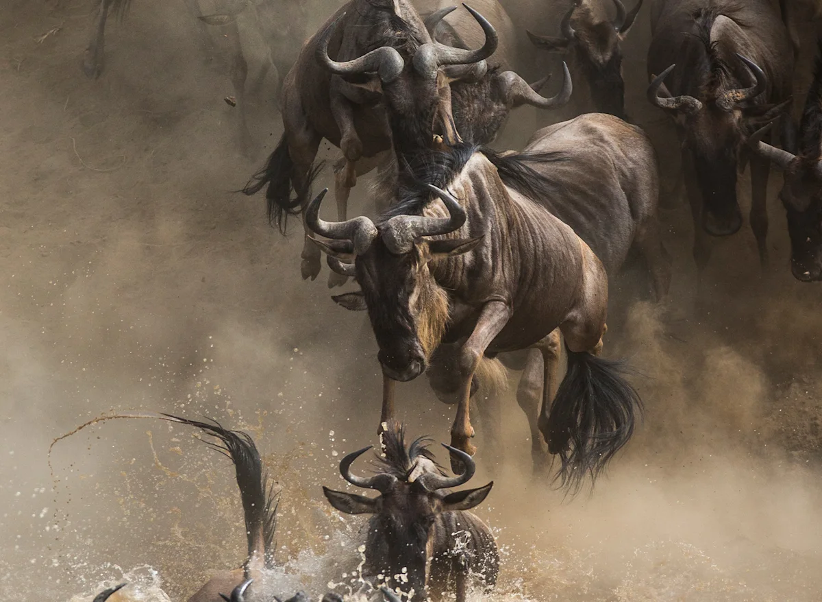 Wildebeest charging through a dusty river crossing