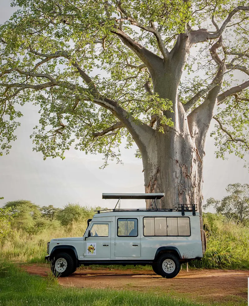 Safari vehicle parked beneath a large baobab tree