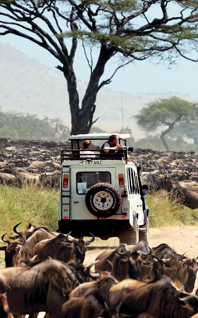 Safari vehicle surrounded by a dense herd of wildebeest under an acacia tree