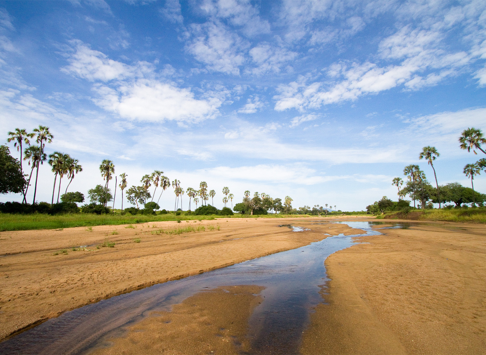 Shallow river winding through a wide sandy riverbed lined with palms in Ruaha National Park