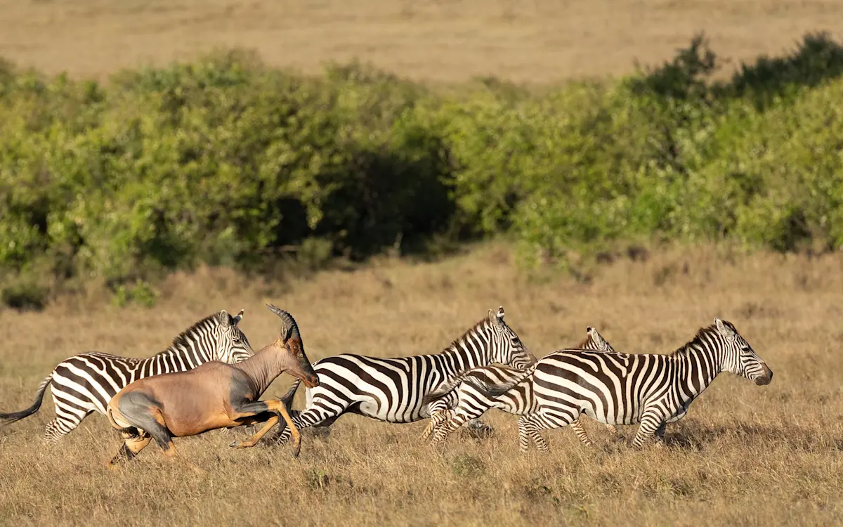 Topi running alongside a group of zebras across dry grassland