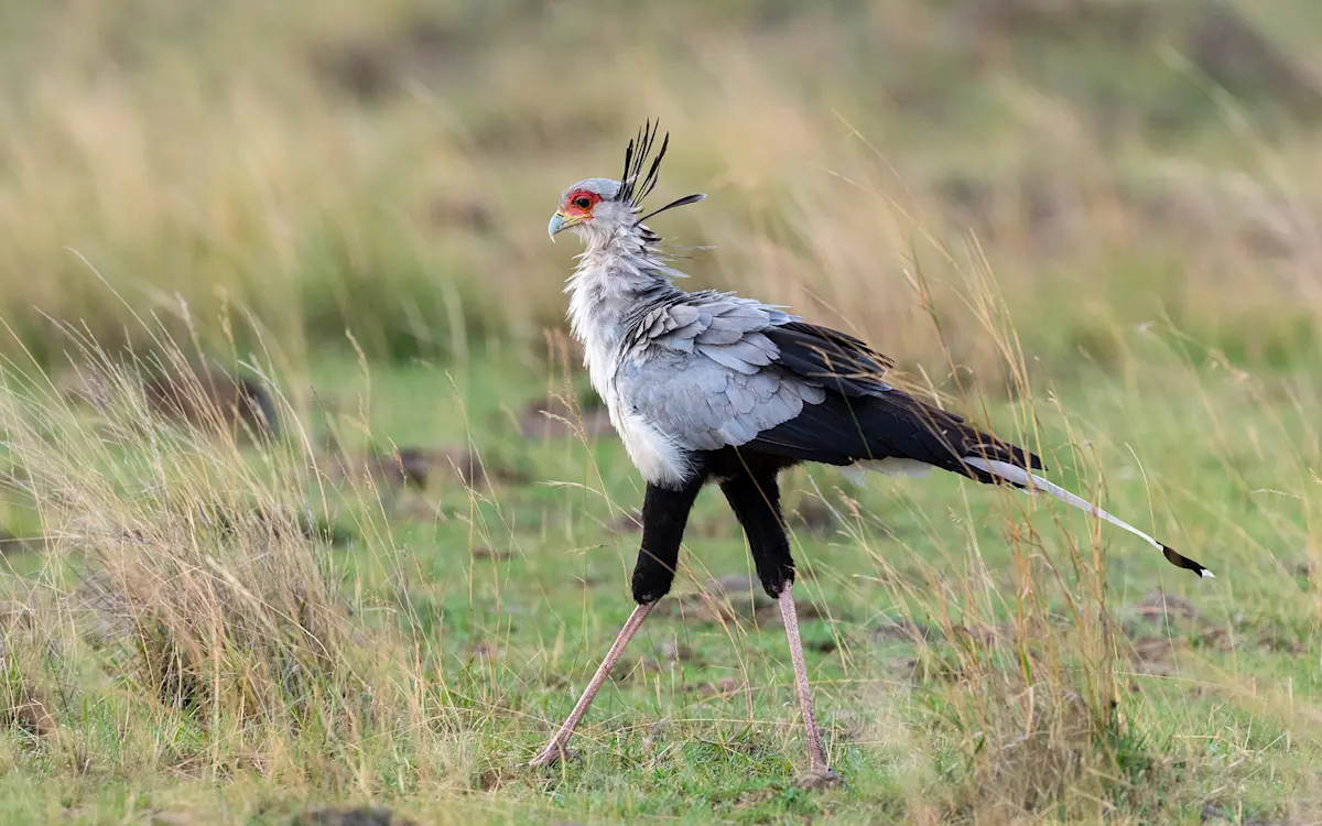 Secretary bird striding through tall grass