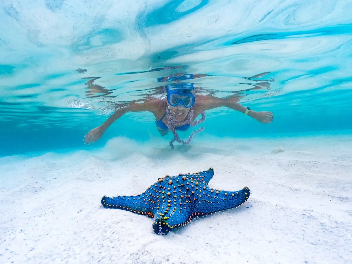 Snorkeler swimming above a blue starfish on white sand in clear Zanzibar water