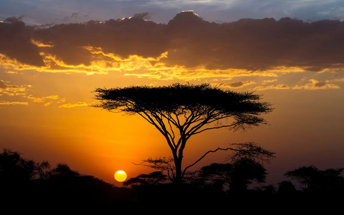 Acacia tree silhouetted against an orange sunset