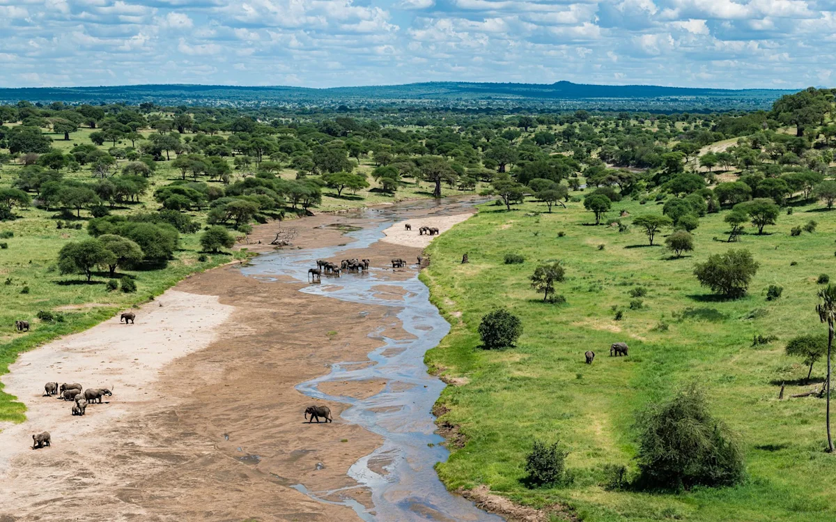 Elephants in the sandy bed of the Tarangire River among green woodland