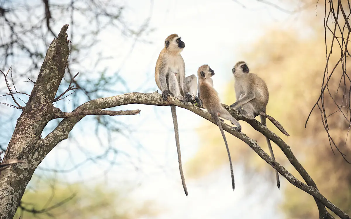 Three vervet monkeys sitting on a bare tree branch