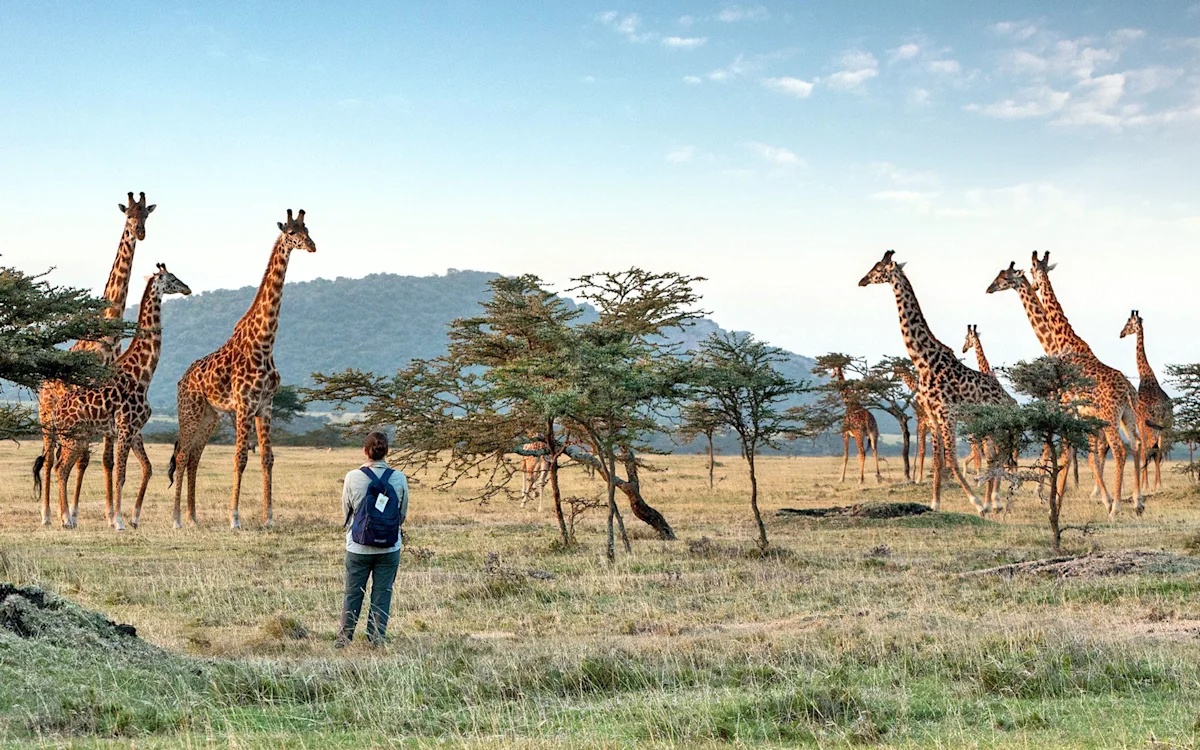 Traveler with a backpack watching giraffes among acacia trees in the Eastern Serengeti Nature Refuge