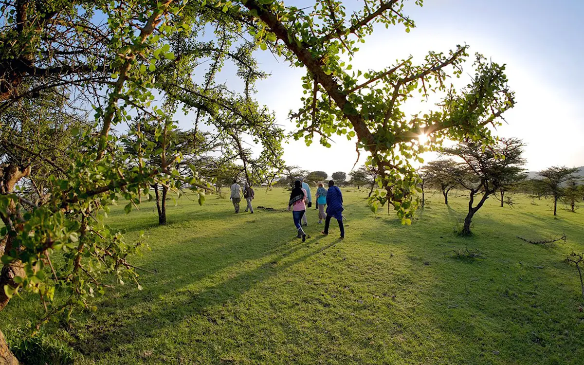Small group on a walking safari across green grassland under acacia trees