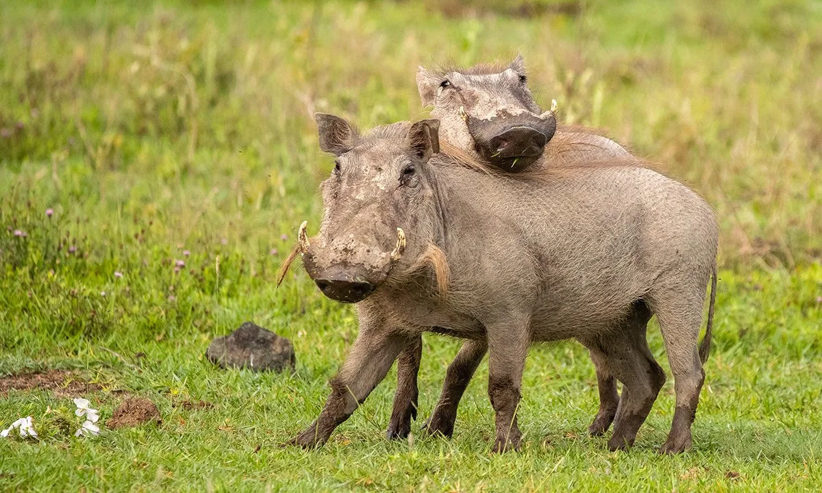 Two warthogs standing together in green grass