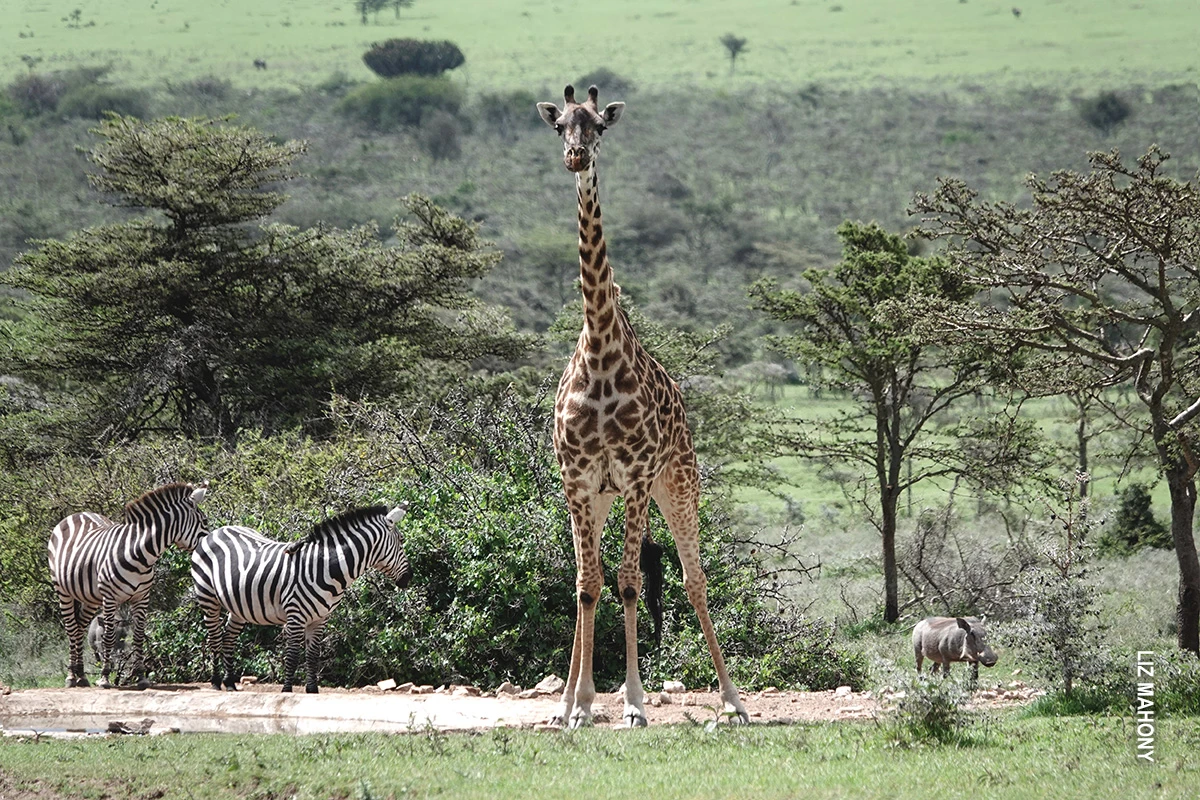 Giraffe, zebras and a warthog at a waterhole surrounded by green bush