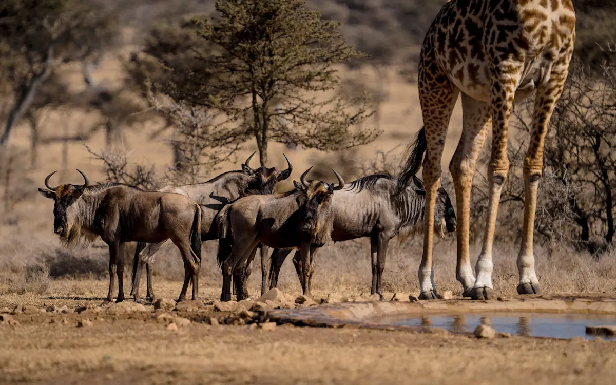 Wildebeest and a giraffe gathered at a waterhole in dry bush