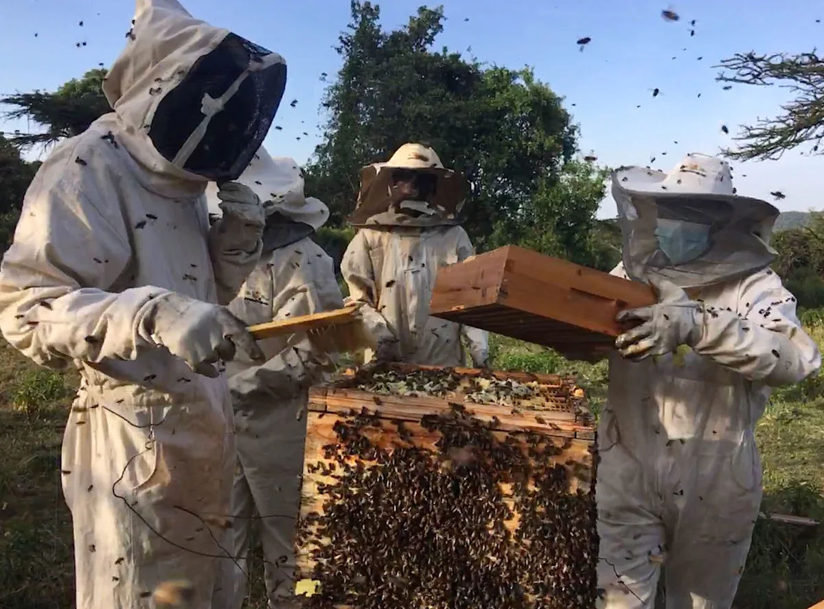 Beekeepers in protective suits lifting frames from a hive swarming with bees
