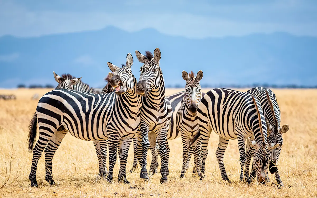 Herd of zebras standing close together on dry golden grass in Tarangire National Park