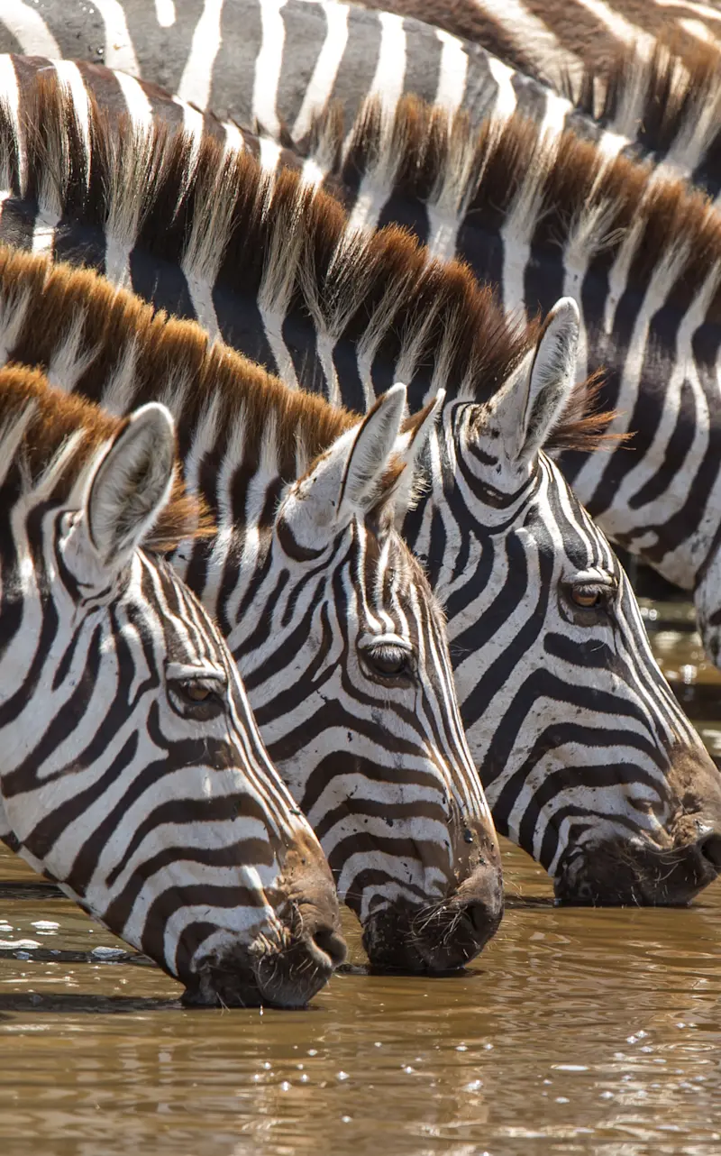 Close-up of zebras lined up drinking at a muddy water hole