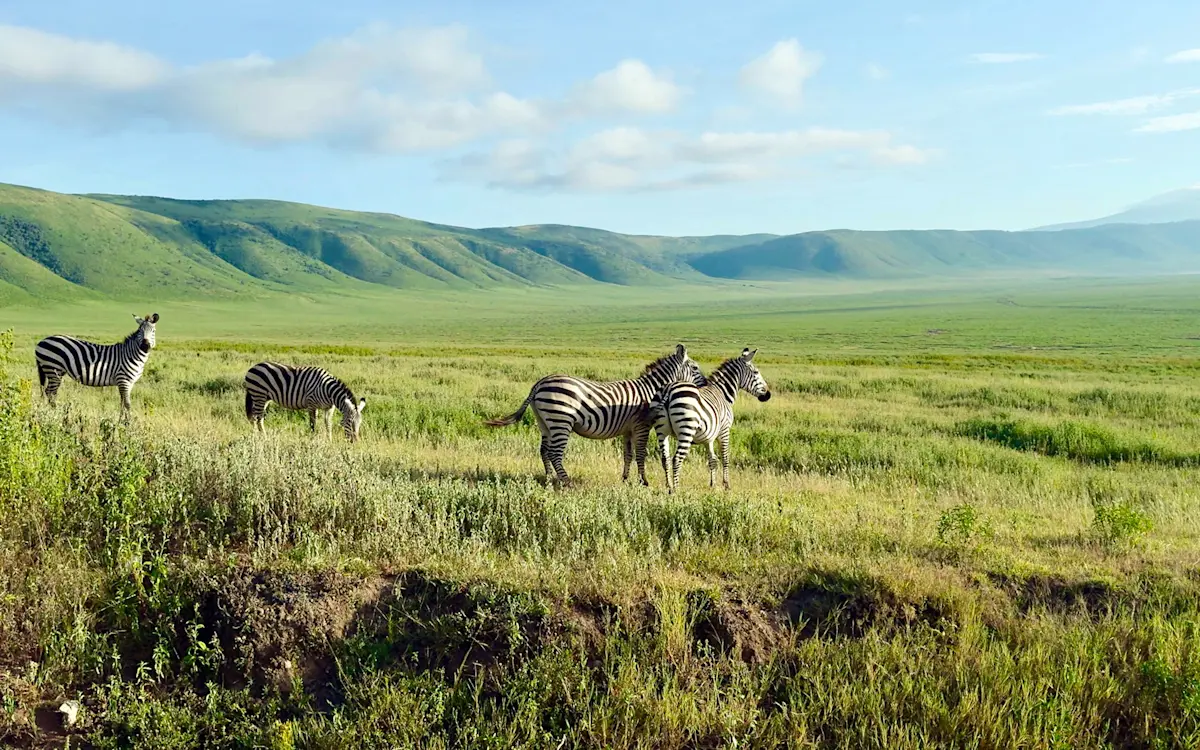 Zebras grazing on the green floor of Ngorongoro Crater