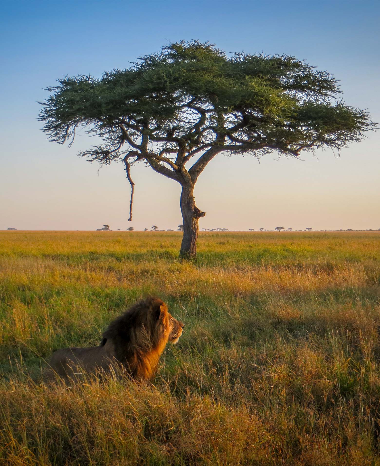 Male lion in tall grass beneath a lone acacia tree in the Central Seronera Valley