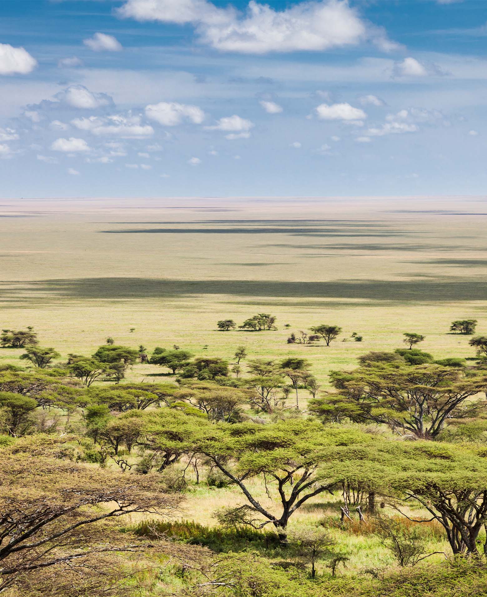 Acacia woodland opening onto vast grassy plains in the southern Serengeti