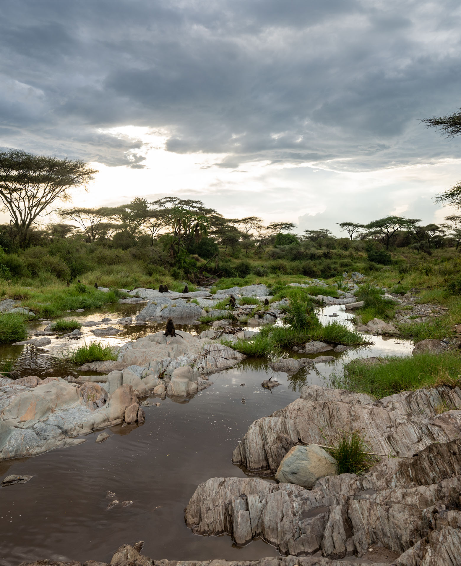 Rocky stream with pools under acacia trees and cloudy sky in the Western Corridor