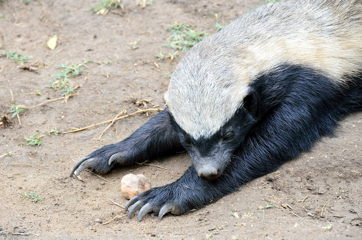 Honey badger stretched out on the ground showing its long front claws