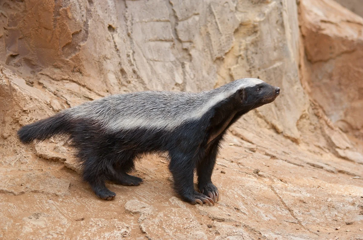 Honey badger standing on a rocky ledge