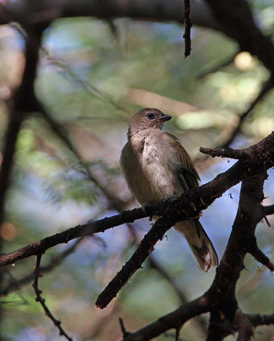 Lesser honeyguide perched on a thorny branch