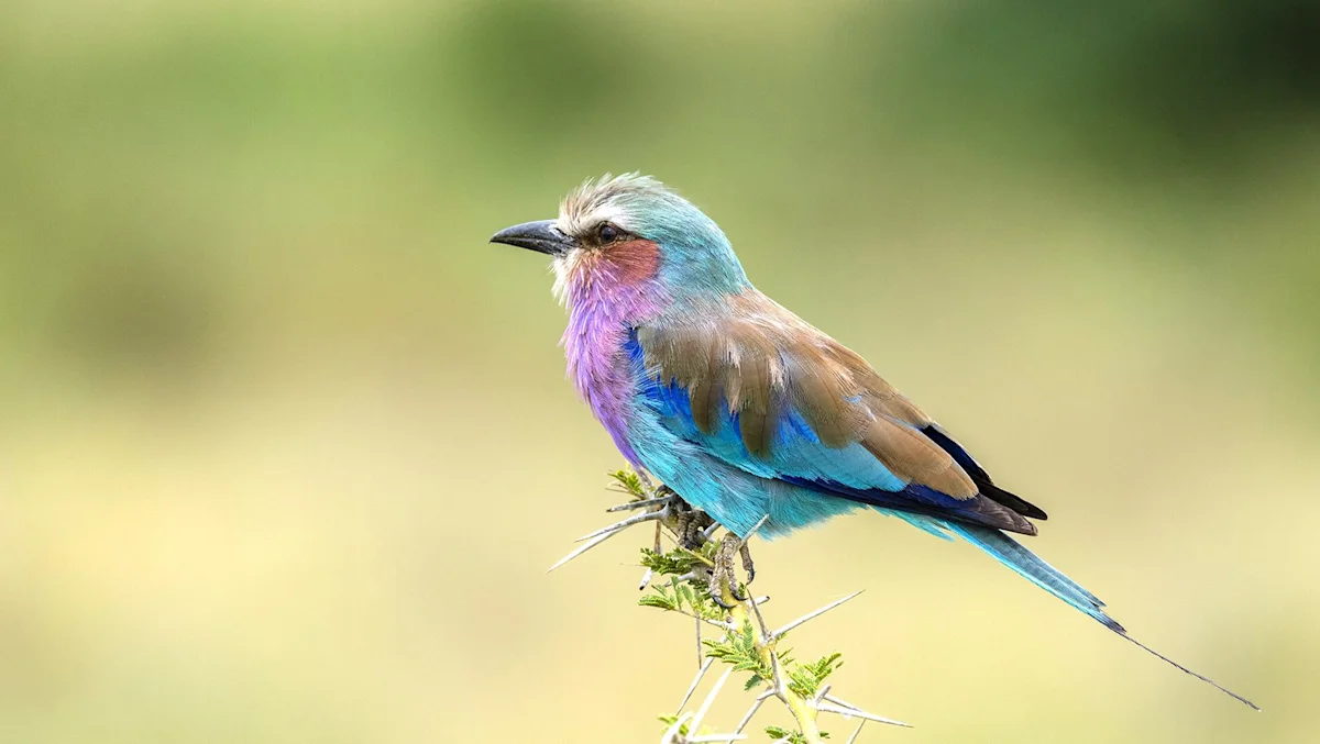Lilac-breasted roller perched on a twig against a blurred green background