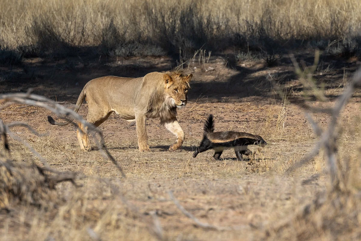 Young lion following a honey badger across dry ground
