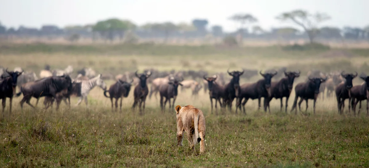 Lioness stalking toward a herd of wildebeest on the plains