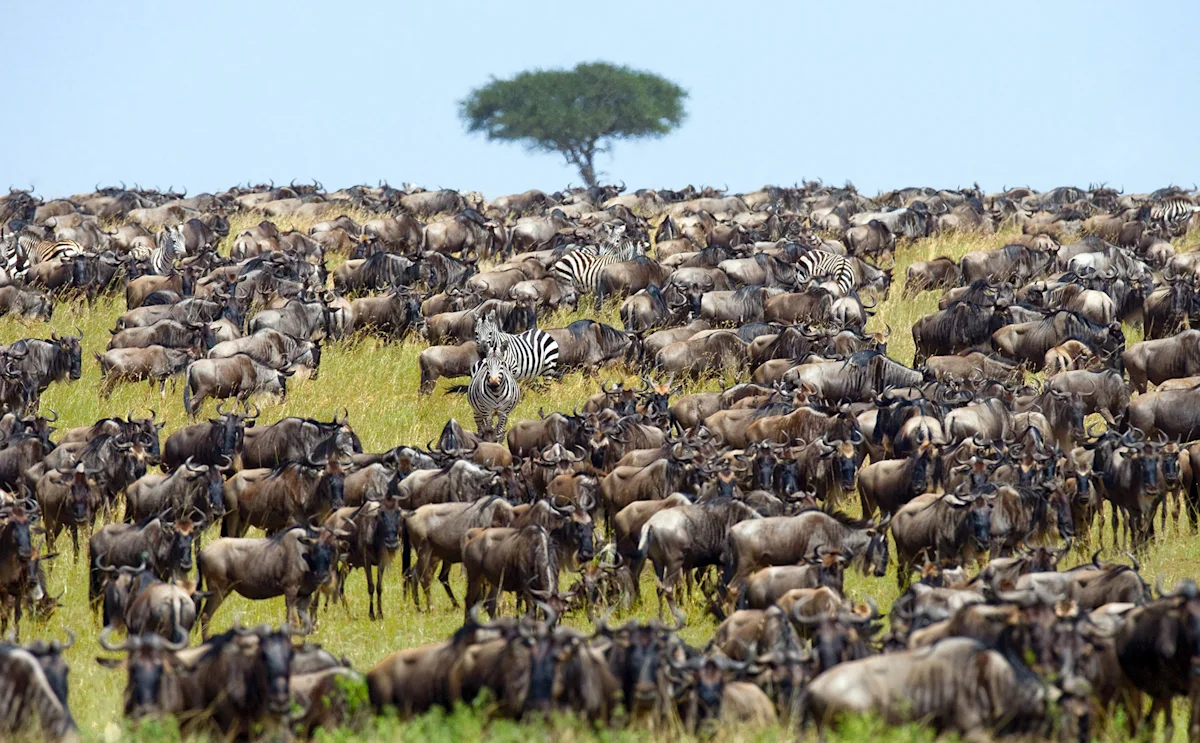 Vast herd of wildebeest and zebras grazing on green plains with a lone acacia tree