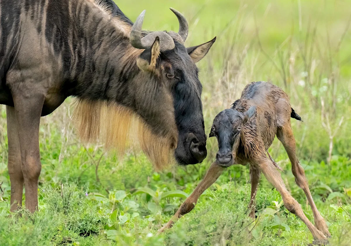 Wildebeest mother nuzzling her wobbly newborn calf