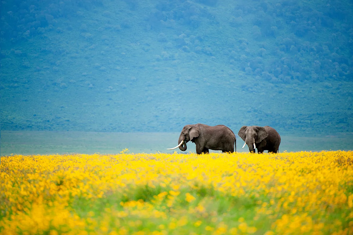 Two elephants in a field of yellow flowers on the Ngorongoro Crater floor