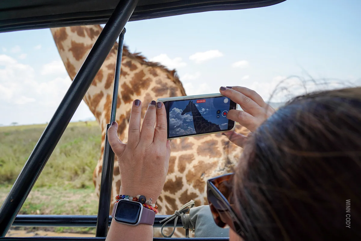 Traveler photographing a giraffe with a phone from inside a safari vehicle
