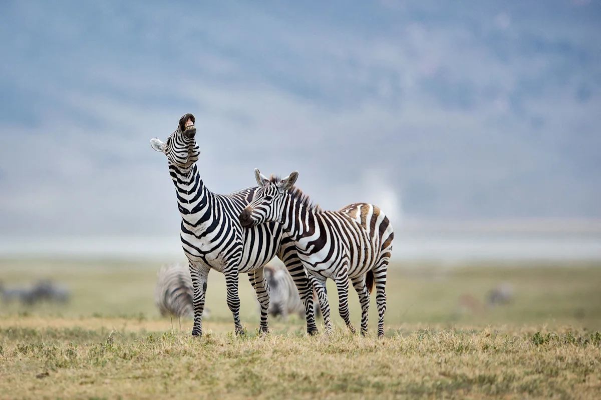 Two zebras on the plains, one lifting its head to call