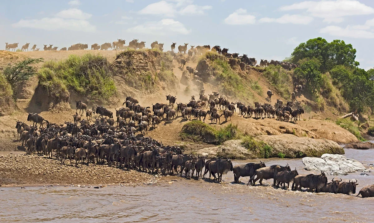 Herd of wildebeest pouring down a dusty riverbank to cross the river