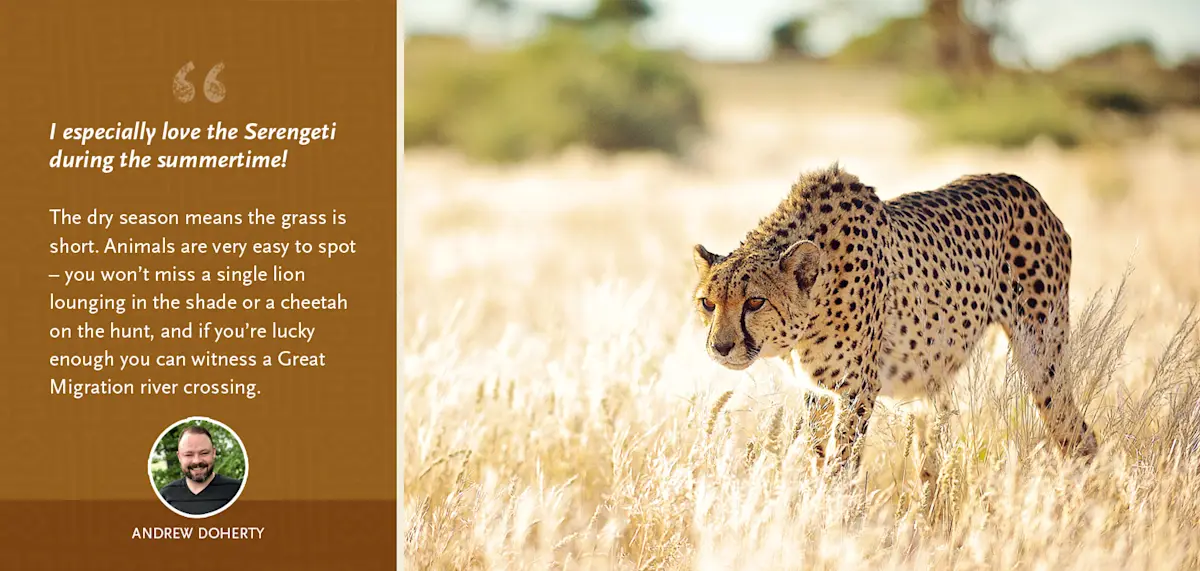 Andrew Doherty quote: "I especially love the Serengeti during the summertime!" beside a cheetah in dry grass